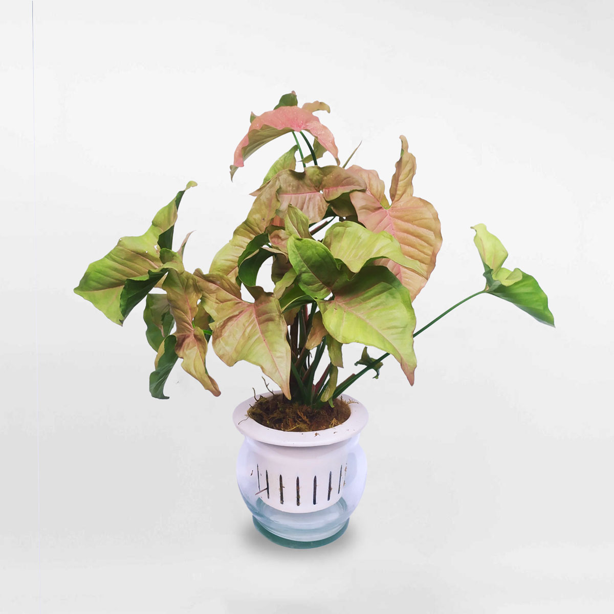 cay troc bac hong thuy sinh