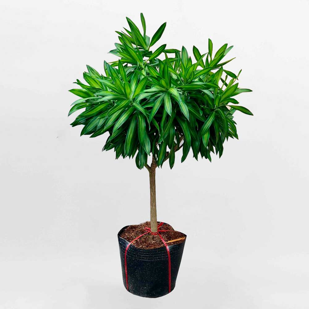 cay truc bach hop 1 than