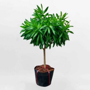 cay truc bach hop 1 than