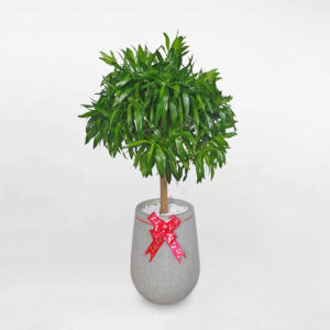 cay truc bach hop chau da mai giot nuoc