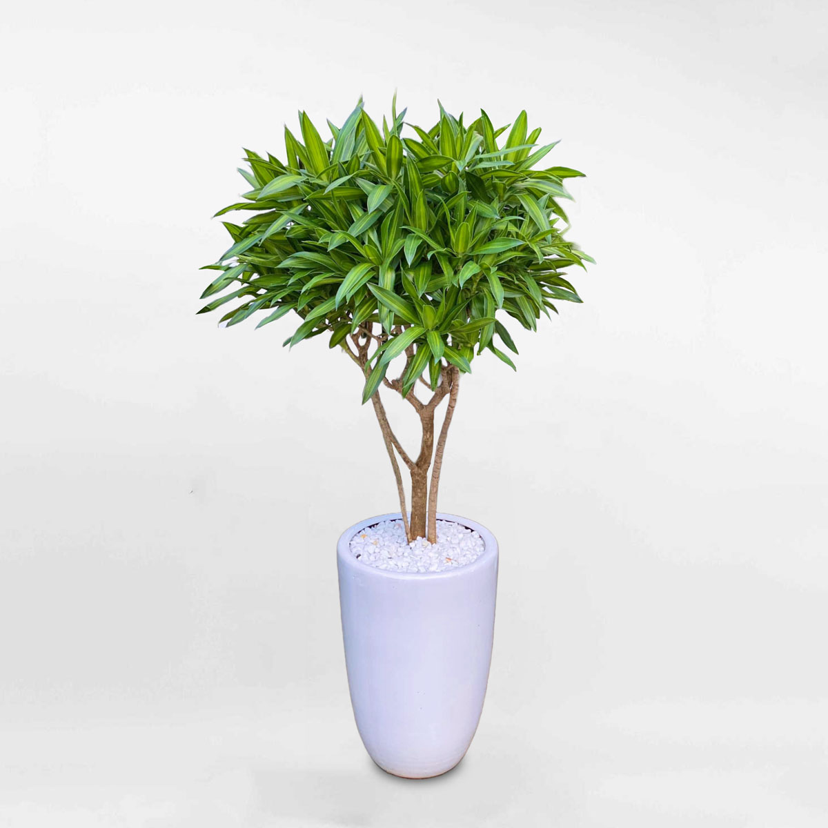 cay truc bach hop chau gom su trang