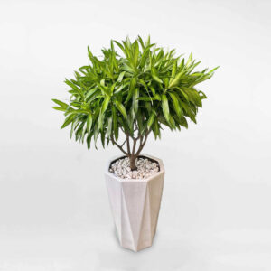 cay truc bach hop co trung chau gom su