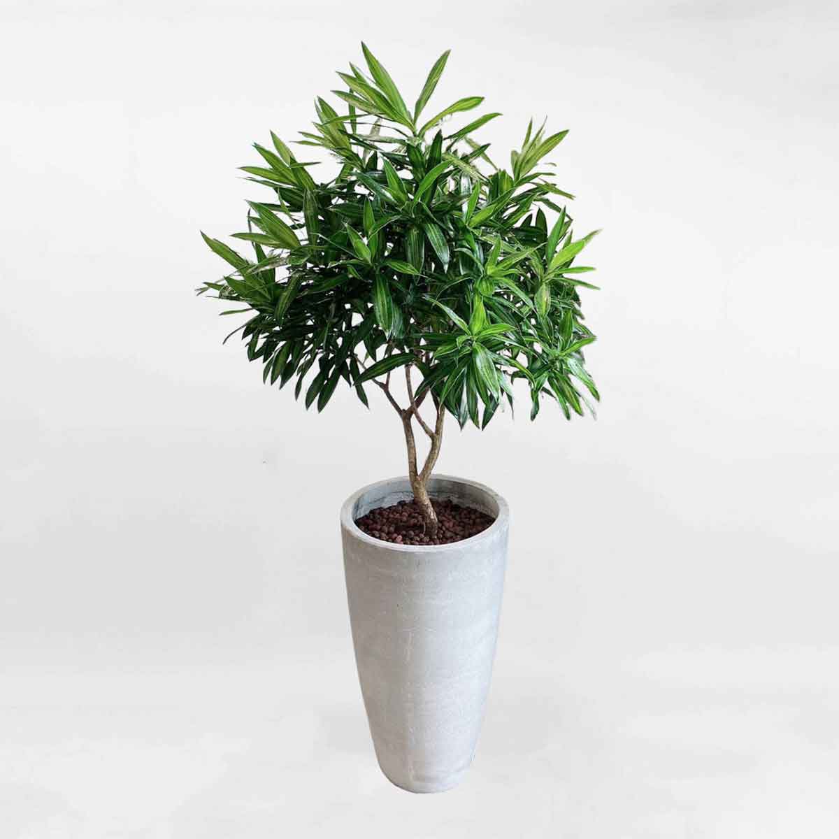 cay truc bach hop ctbh002a 1