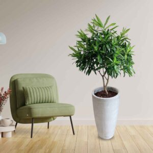 cay truc bach hop ctbh002b 1