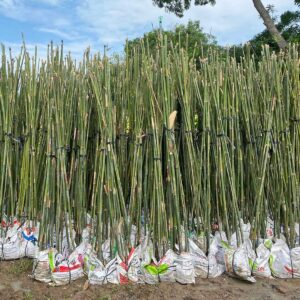 cay truc can cau trang tri san vuon 1