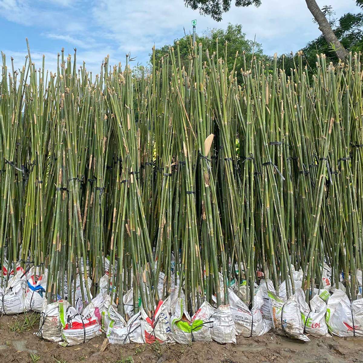 cay truc can cau trang tri san vuon 1