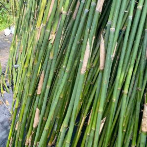 cay truc can cau trang tri san vuon 2