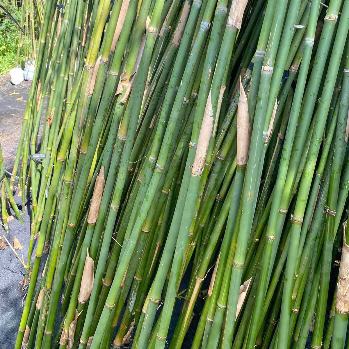 cay truc can cau trang tri san vuon 2