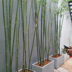 cay truc can cau trang tri san vuon 3