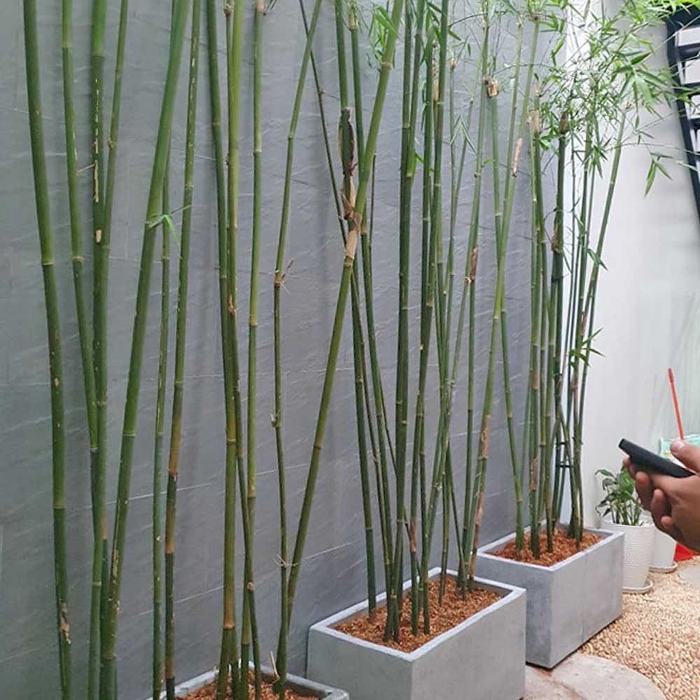 cay truc can cau trang tri san vuon 3