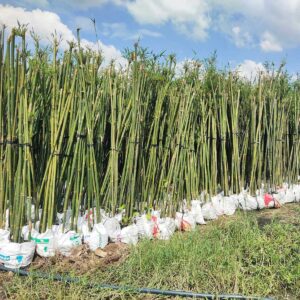 cay truc can cau trang tri san vuon 4