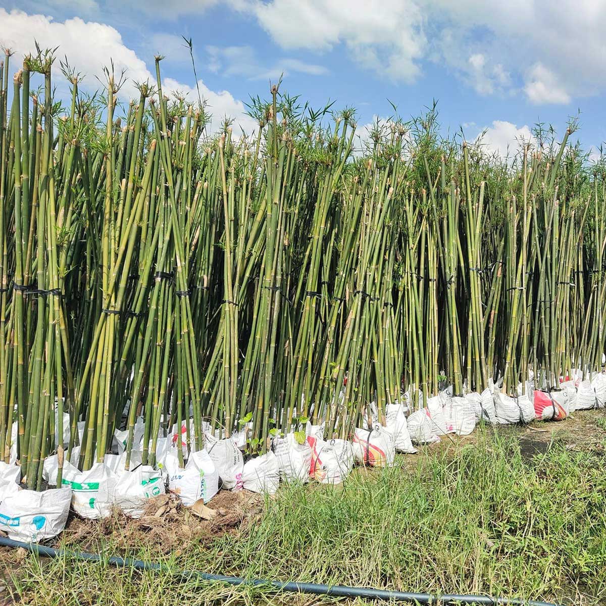 cay truc can cau trang tri san vuon 4