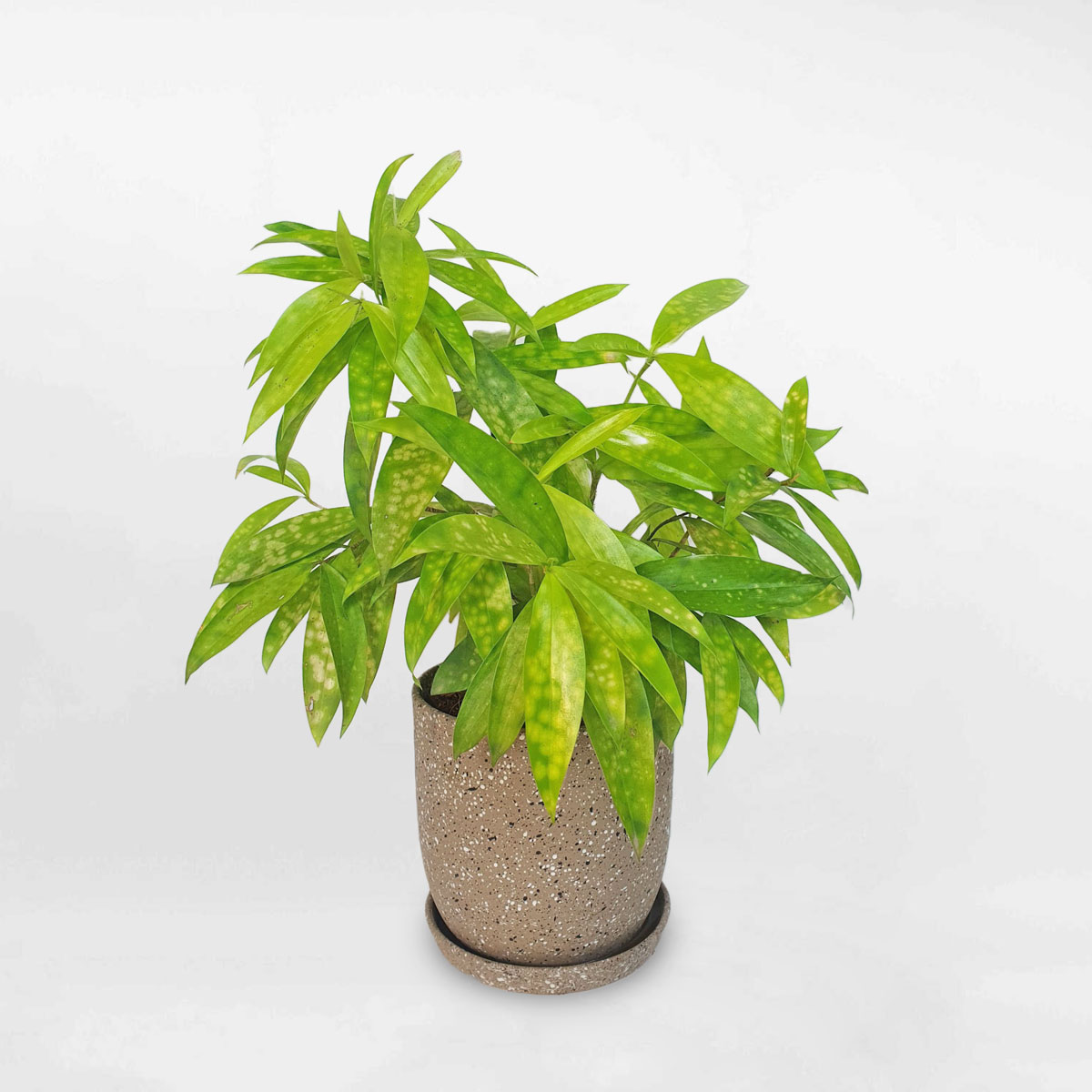 cay truc nhat vang de ban a