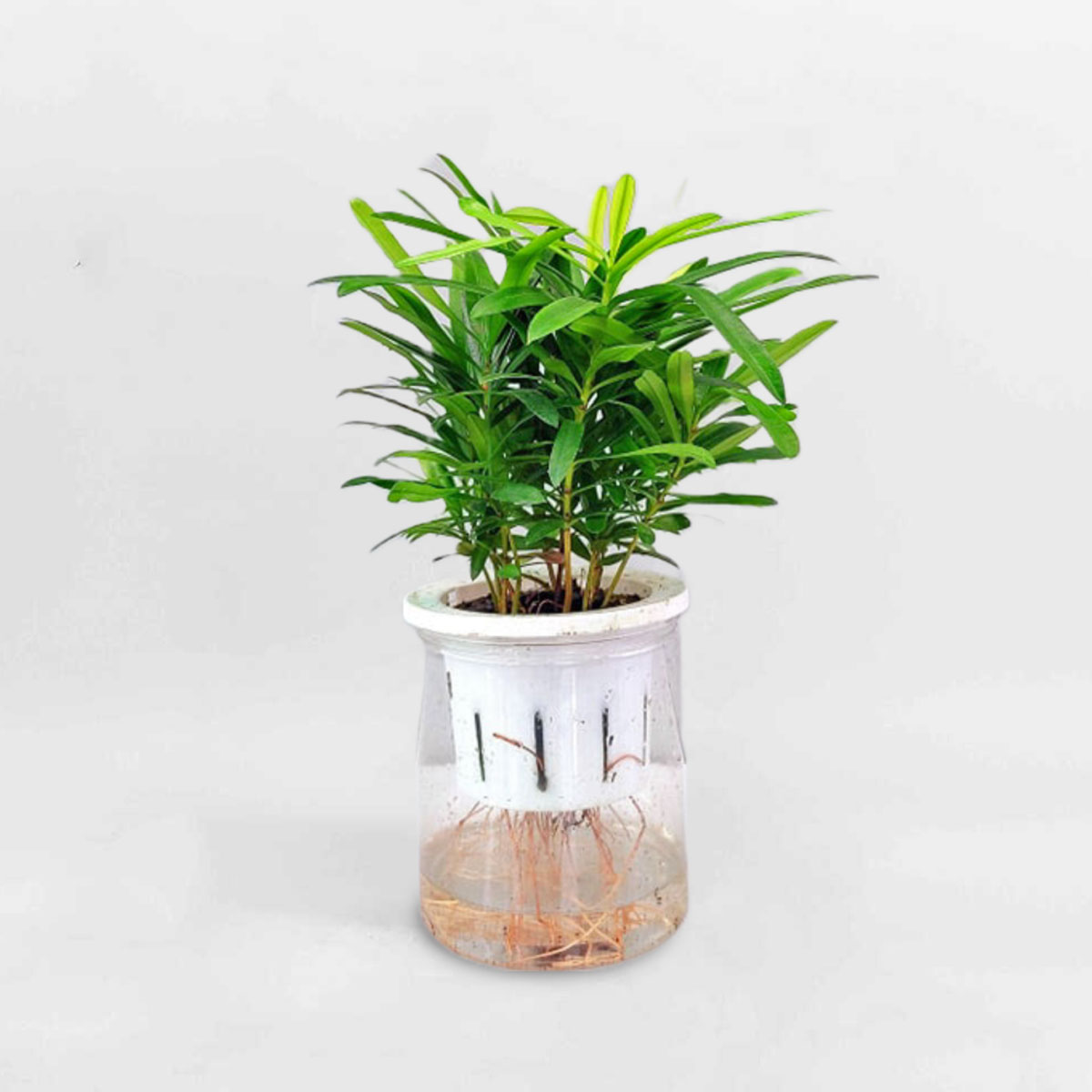 cay trung la han thuy sinh