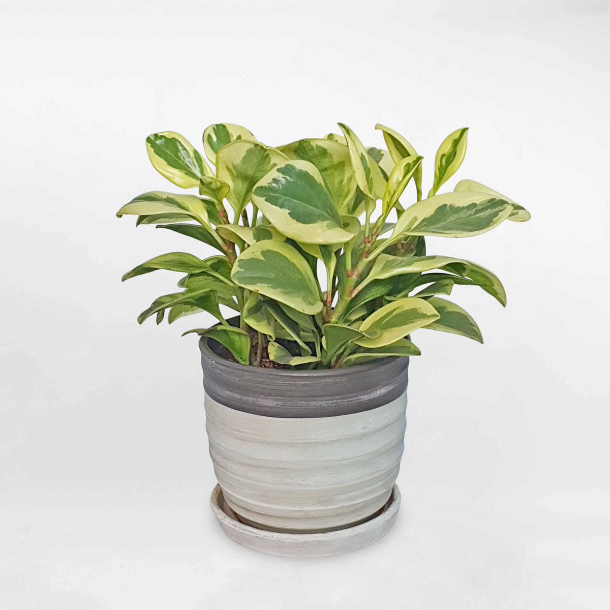 cay truong sinh cam thach chau dat nung