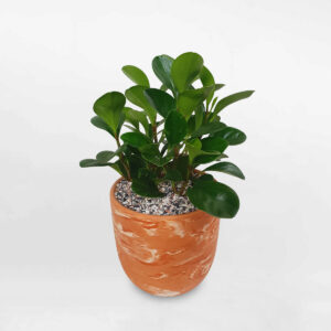 cay truong sinh chau dat nung