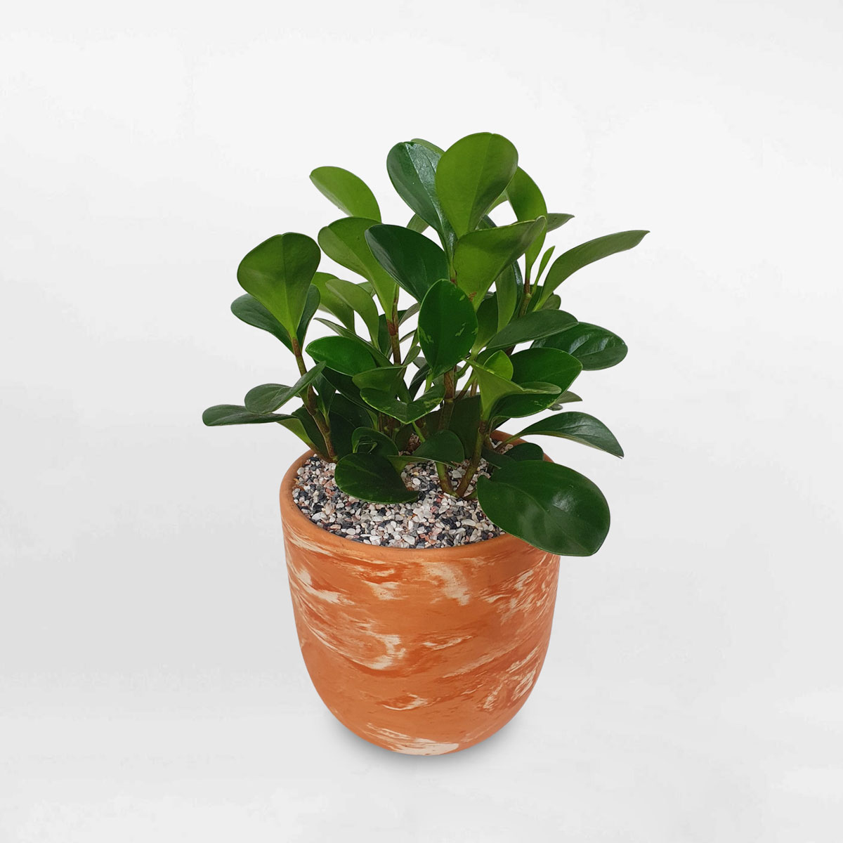 cay truong sinh chau dat nung