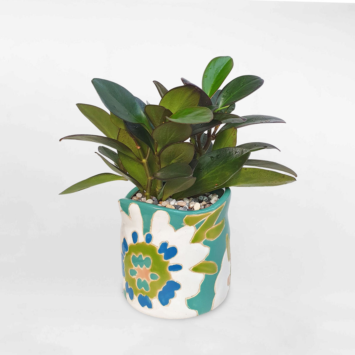 cay truong sinh la tim chau su 1