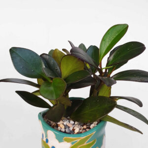 cay truong sinh la tim chau su 2 Peperomia Red Edge