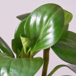 cay truong sinh thuy sinh 2