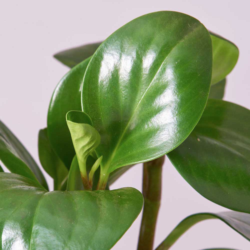 cay truong sinh thuy sinh 2