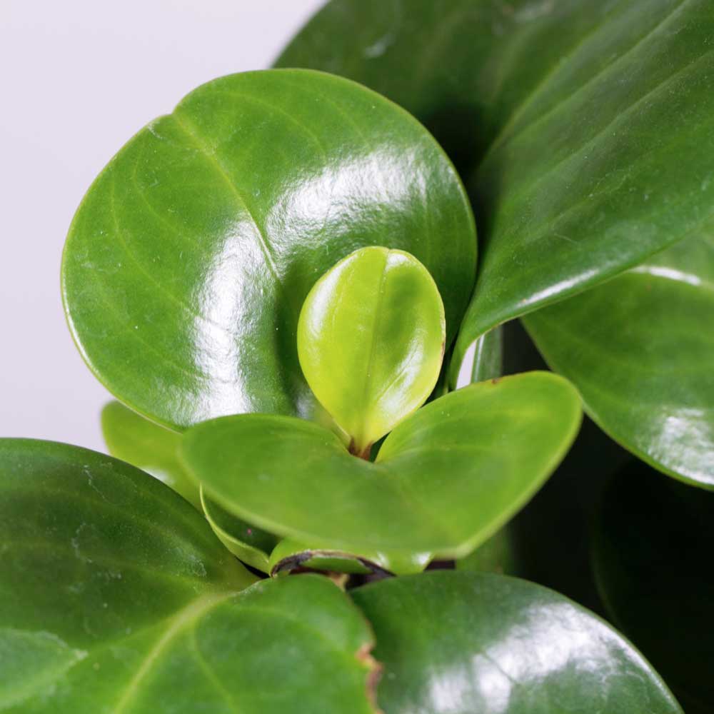 cay truong sinh thuy sinh 3