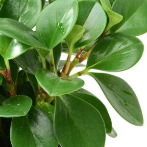 cay truong sinh thuy sinh 4