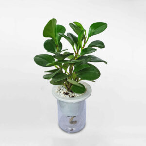 cay truong sinh thuy sinh de ban 1