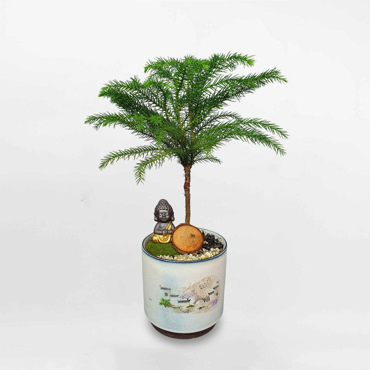 cay tung bach tan de ban