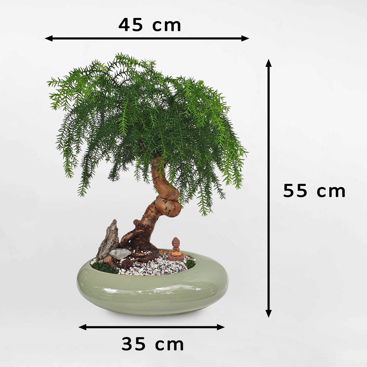 cay tung bong lai bonsai tieu canh 1