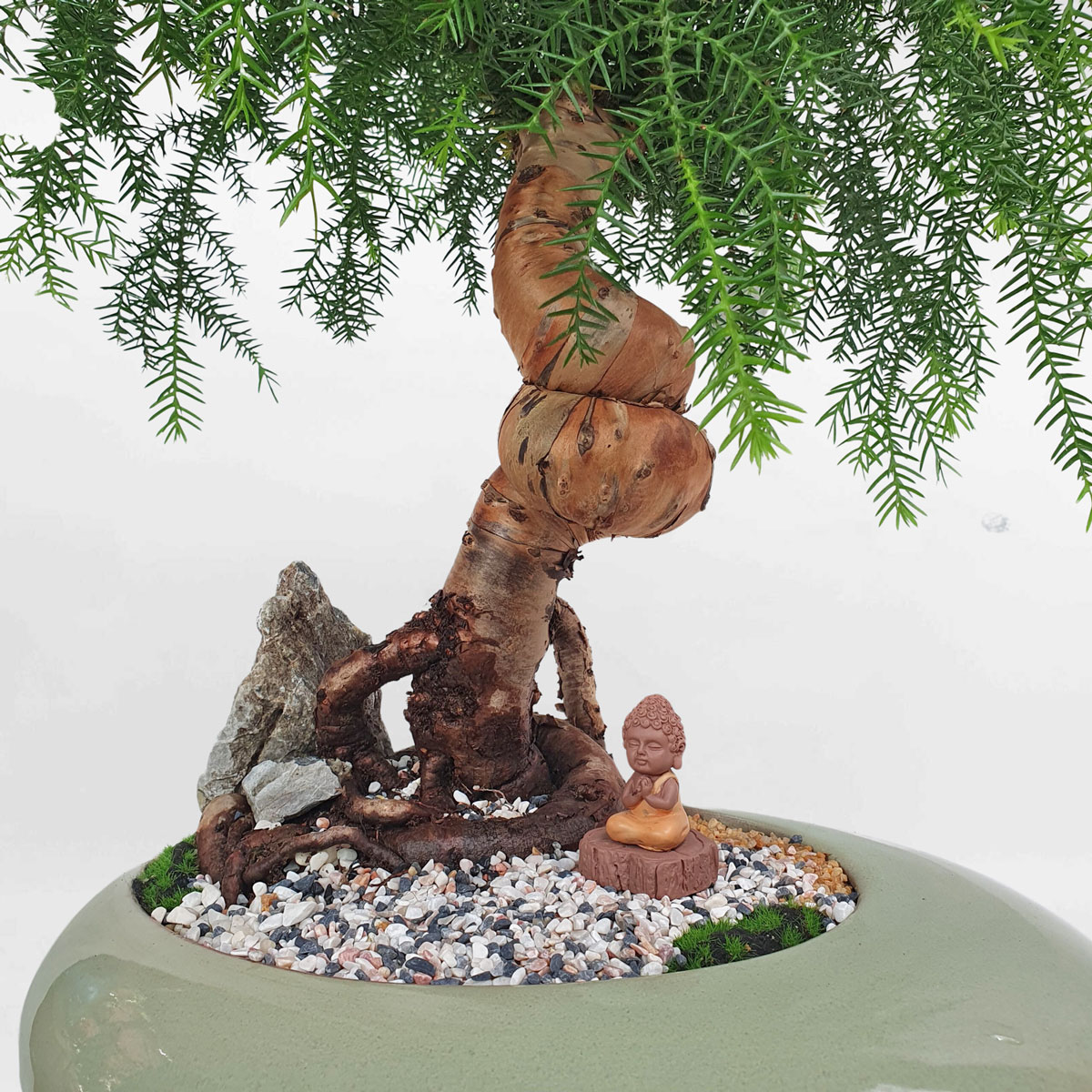 cay tung bong lai bonsai tieu canh 2