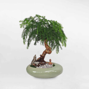 cay tung bong lai bonsai tieu canh