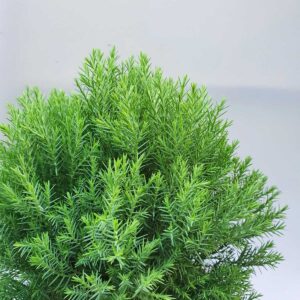 cây tùng bồng lai nhỏ