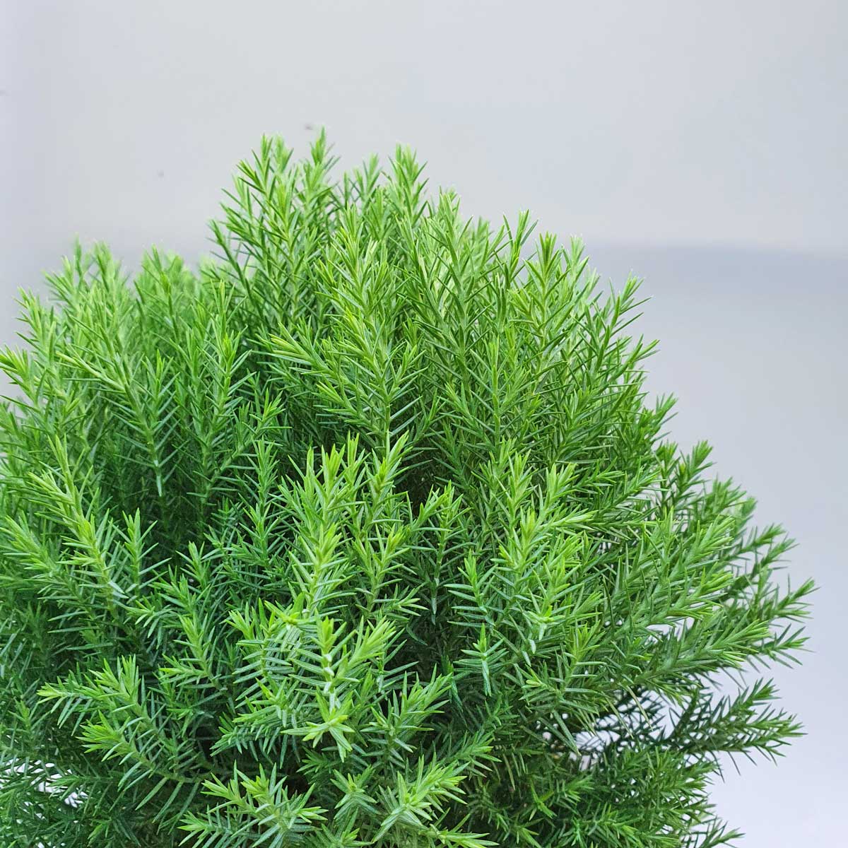 cây tùng bồng lai nhỏ