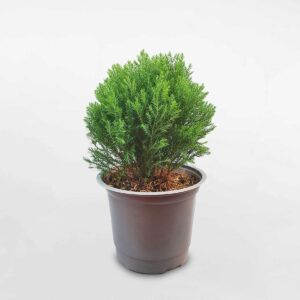 cây tùng bồng lai nhỏ