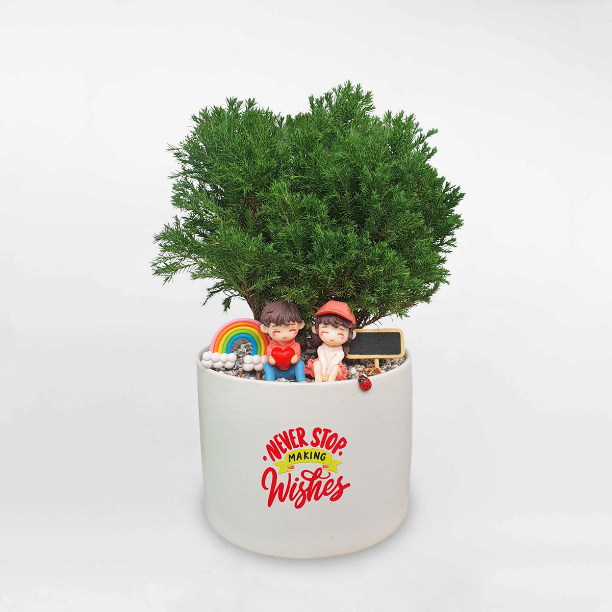 cay tung bong lai tieu canh de ban 1