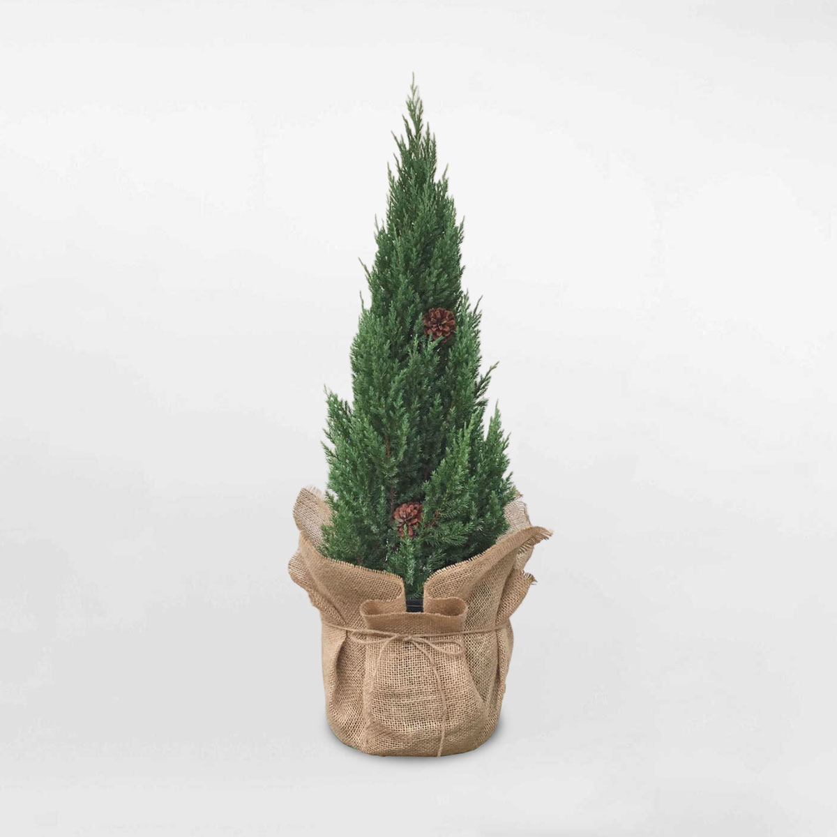 cây tùng sơn noel