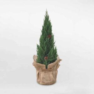 cây tùng sơn noel