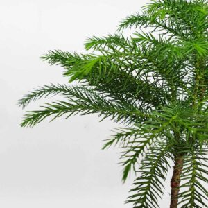 cay tung xuong ca tieu canh de ban 1