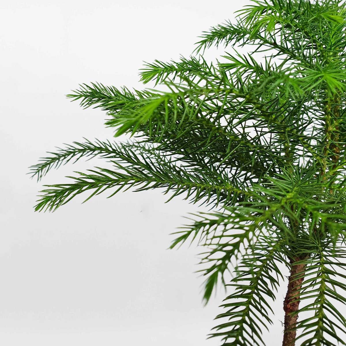 cay tung xuong ca tieu canh de ban 1