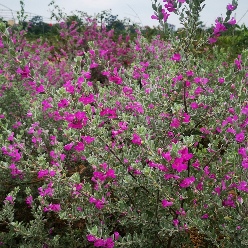 cay tuyet son phi hong mowgarden