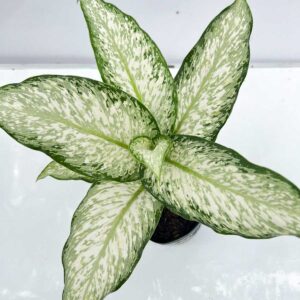 cay tuyet trang chau uom 2