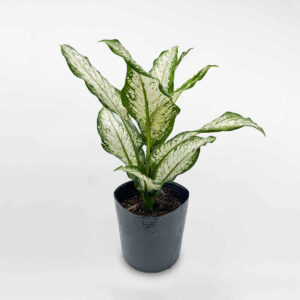 cay tuyet trang chau uom