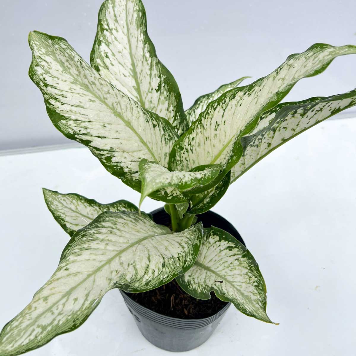 cay tuyet trang chau uom 3