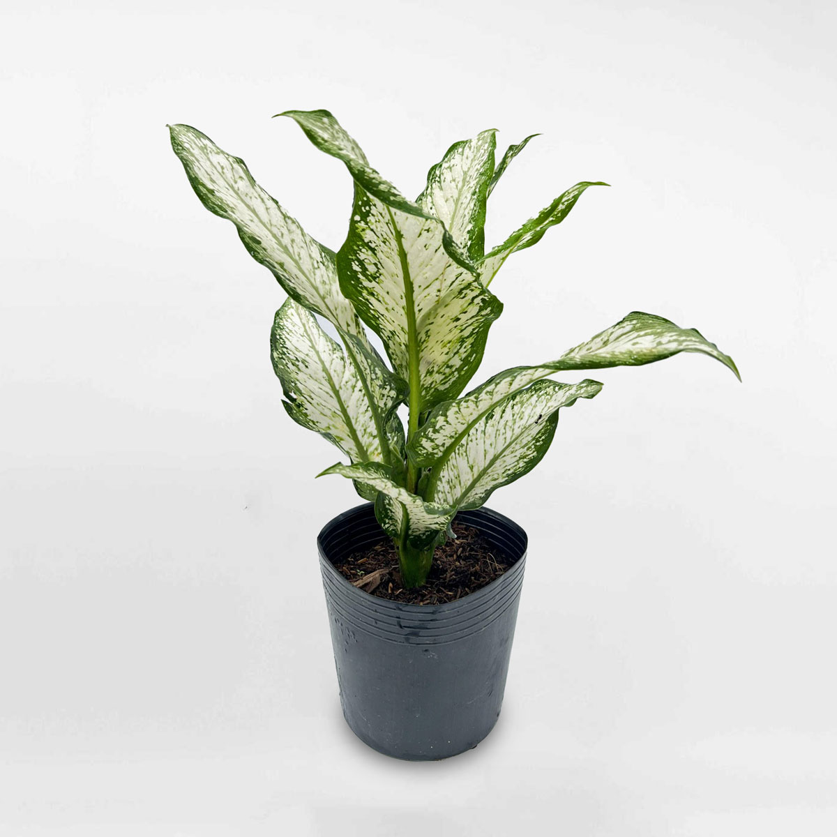 cay tuyet trang chau uom