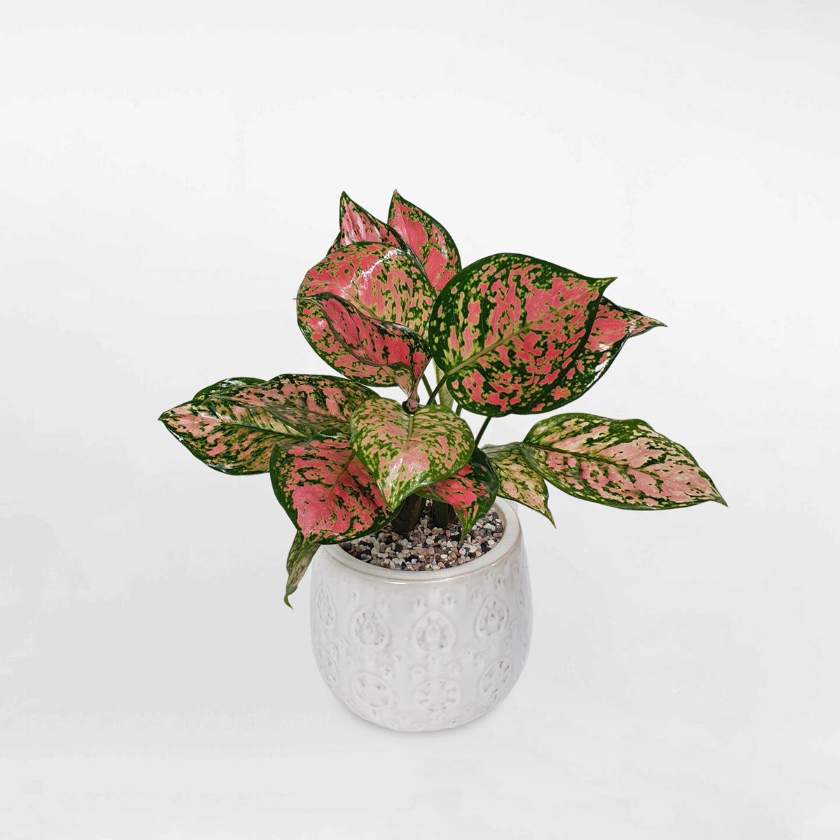 cay van loc de ban chau su