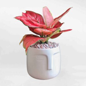 cay van loc huyet long mowgarden