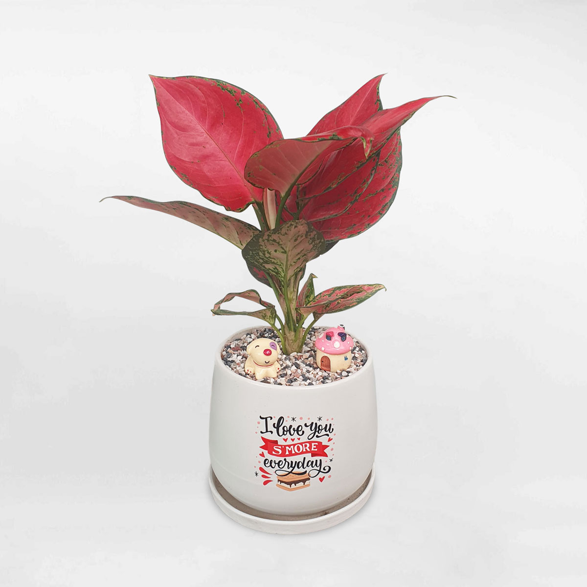 cay van loc son chau su trang 1