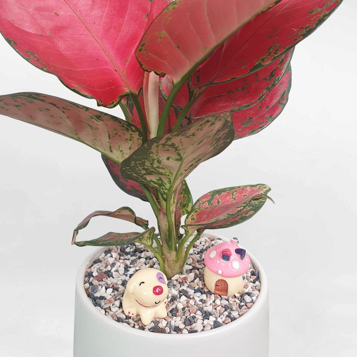 cay van loc son chau su trang 2