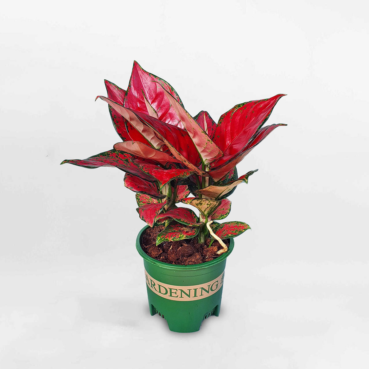 cây vạn lộc son